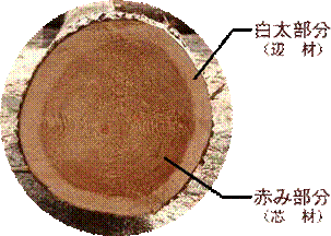木の断面図。周辺が白太部分（辺材）。中央部が赤み部分（芯材）。